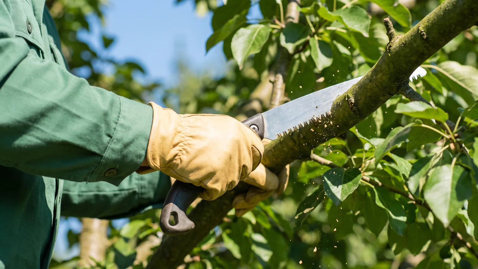 A tree service crew on the job in Santa Ana, CA